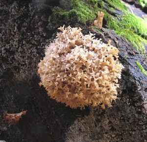 Korunokyjka svícnovitá - Artomyces pyxidatus