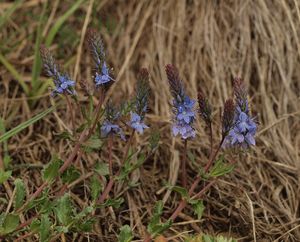 Rozrazil rozprostřený  (Veronica prostrata)