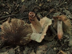 Vláknice jurská - Inocybe adaequata (Britzelm.) Sacc.