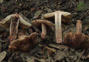 Vláknice jurská - Inocybe adaequata (Britzelm.) Sacc.