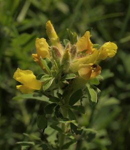 Čilimník zelenavý (Chamaecytisus virescens)