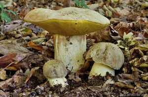 Klikni pro velký obrázek