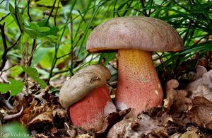 Klikni pro velký obrázek