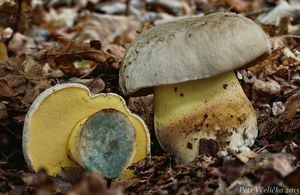 Klikni pro velký obrázek