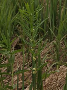 Kokořík přeslenitý (Polygonatum verticillatum (L.) All.)