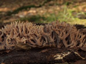 Kuřátka přímá - Ramaria stricta (Pers.) Quél. 1888