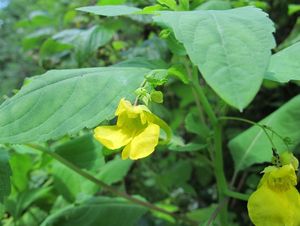 Netýkavka nedůtklivá (Impatiens noli-tangera)