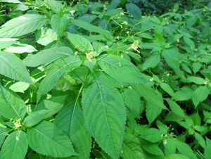 Netýkavka malokvětá (Impatiens parviflora)