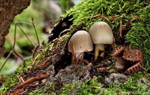 Klikni pro velký obrázek