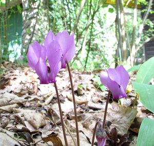 Brambořík evropský (Cyclamen europaeum)