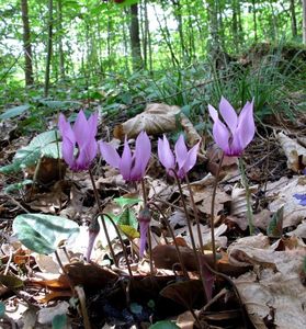 Brambořík evropský (Cyclamen europaeum)