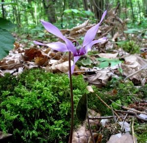 Brambořík evropský (Cyclamen europaeum)