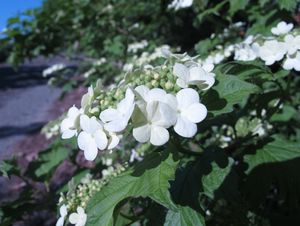 Kalina obecná (Viburnum opulus)