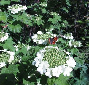 Kalina obecná (Viburnum opulus)