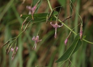 Věšenka nachová (Prenanthes purpurea L.)