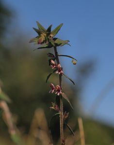 Zdravínek pozdní (Odontites vulgaris Moench)