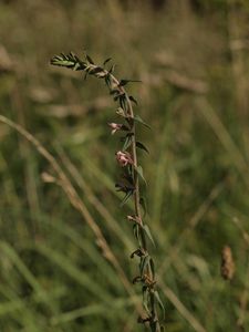 Zdravínek pozdní (Odontites vulgaris Moench)