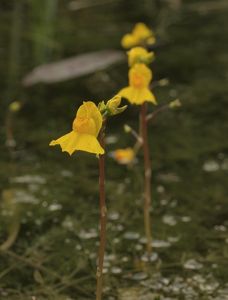 Bublinatka jižní (Utricularia australis R. Br.)