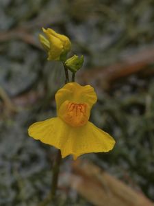 Bublinatka jižní (Utricularia australis R. Br.)