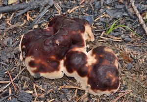 Klikni pro velký obrázek