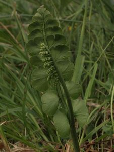 Vratička měsíční (Botrychium lunaria (L.) Sw.)