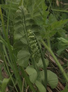 Vratička měsíční (Botrychium lunaria (L.) Sw.)