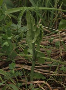 Vratička měsíční (Botrychium lunaria (L.) Sw.)