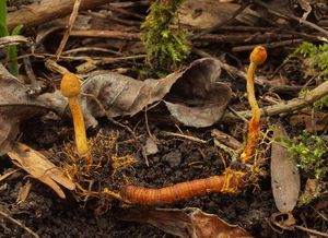 Housenice štíhlá - Cordyceps gracilis (L.) Link.