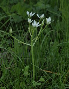 Snědek chocholičnatý (Ornithogalum umbellatum L.)