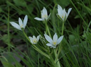 Snědek chocholičnatý (Ornithogalum umbellatum L.)