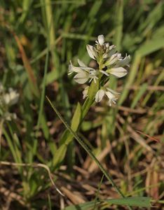 Vítod ostrokřídlý (Polygala multicaulis Tausch)