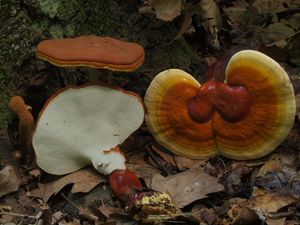 Lesklokorka lesklá - Ganoderma lucidum (Curtis) P. Karst. 1881