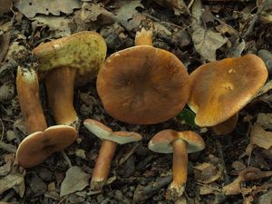 Klikni pro velký obrázek