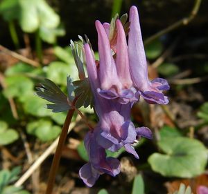 Dymnivka plná (Corydalis solida)