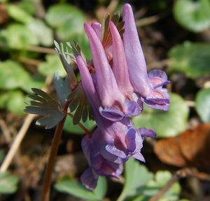 Dymnivka plná (Corydalis solida)