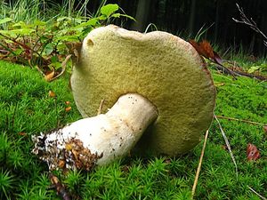 Klikni pro velký obrázek