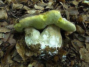 Klikni pro velký obrázek