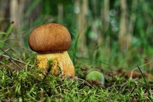 Klikni pro velký obrázek