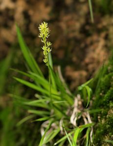 Kohátka kalíškatá (Tofieldia calyculata (L.) Wahlenb.)