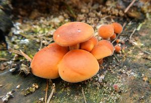 Klikni pro velký obrázek