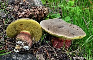 Klikni pro velký obrázek