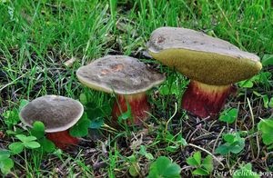 Klikni pro velký obrázek