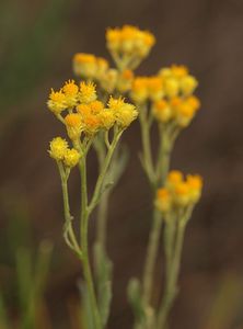 Smil písečný (Helichrysum arenarium (L.) Moench.)