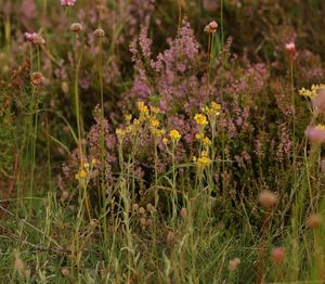 Smil písečný (Helichrysum arenarium (L.) Moench.)