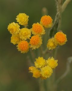 Smil písečný (Helichrysum arenarium (L.) Moench.)