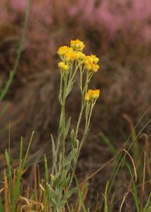 Smil písečný (Helichrysum arenarium (L.) Moench.)