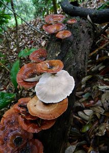 Microporus xanthopus - Microporus xanthopus (Fr.) Kuntze