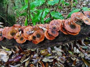 Microporus xanthopus - Microporus xanthopus (Fr.) Kuntze