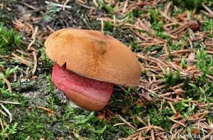 Klikni pro velký obrázek