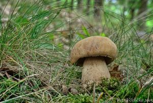 Klikni pro velký obrázek